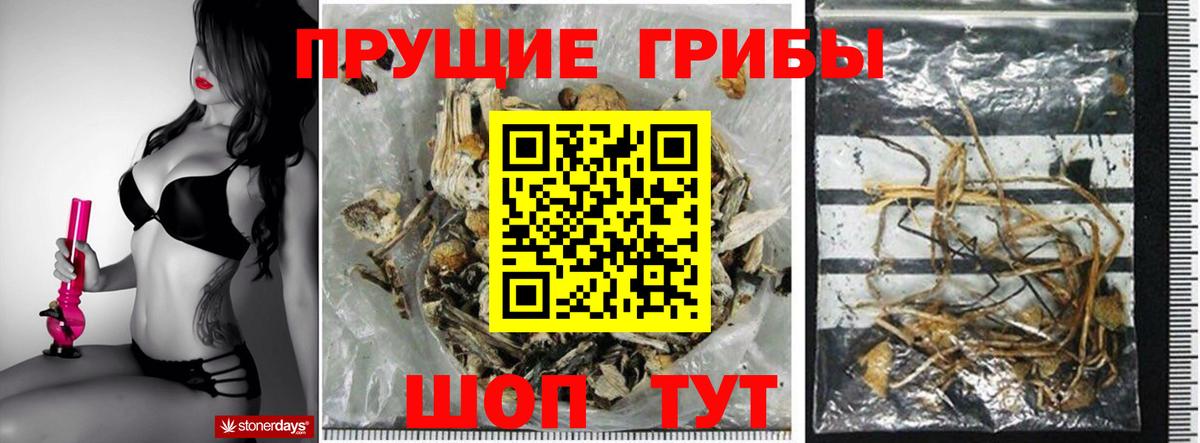 Галлюциногенные грибы Psilocybe Долгопрудный